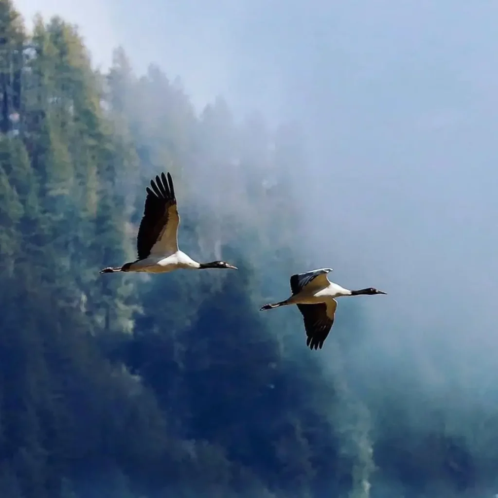 Luxury bhutan Tour, Bhutan Luxury Tours, Bhutan Luxury Tour, Luxury Bhutan Tours, Bhutan Tour Package